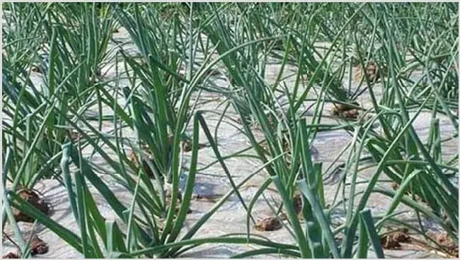 洋葱种植的田间管理技术介绍 | 生活妙招