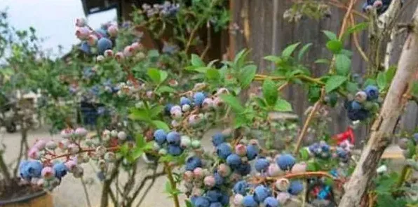 露台怎样种植蓝莓？蓝莓露台盆栽技术 | 生活常识