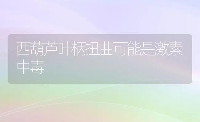 西葫芦叶柄扭曲可能是激素中毒 | 养殖技术大全