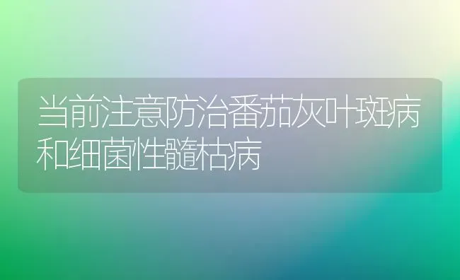 当前注意防治番茄灰叶斑病和细菌性髓枯病 | 养殖知识