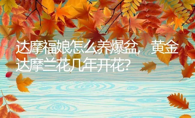 达摩福娘怎么养爆盆,黄金达摩兰花几年开花？ | 养殖科普