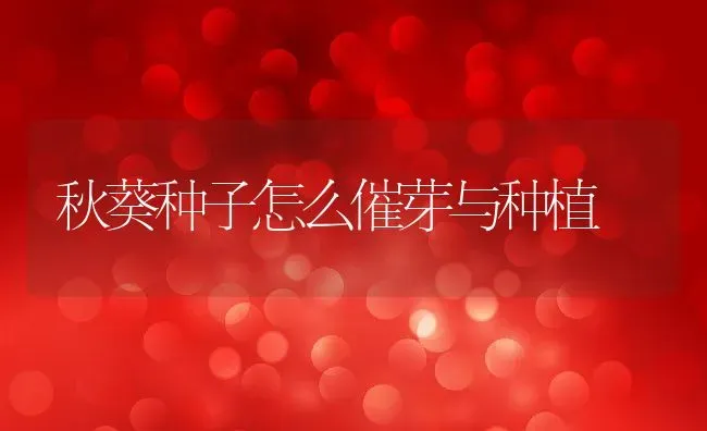 秋葵种子怎么催芽与种植 | 养殖学堂