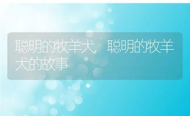 聪明的牧羊犬,聪明的牧羊犬的故事 | 养殖科普