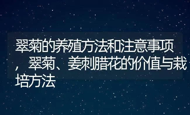 翠菊的养殖方法和注意事项,翠菊、姜刺腊花的价值与栽培方法 | 养殖学堂