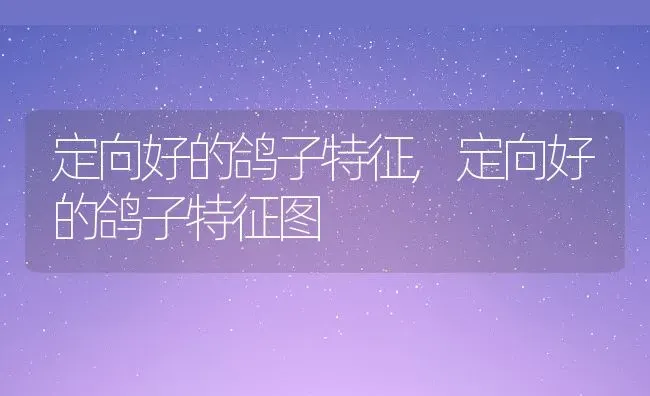 定向好的鸽子特征,定向好的鸽子特征图 | 养殖科普