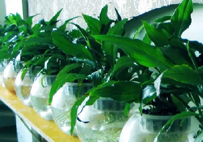 水培花卉怎么种植,水栽花卉？