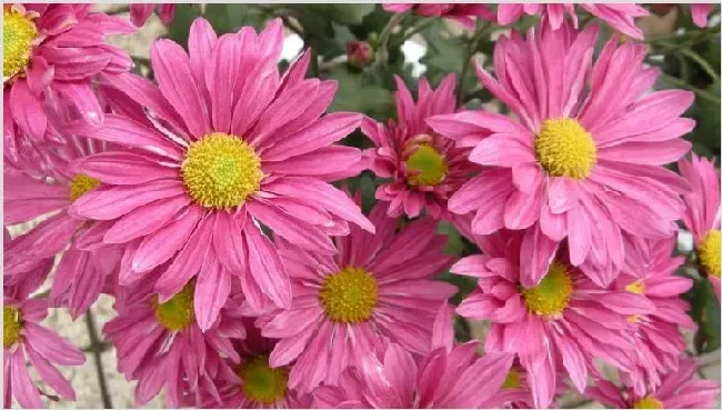 多头菊开花后怎么修剪 | 农广天地