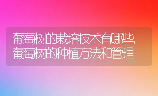 葡萄树的栽培技术有哪些,葡萄树的种植方法和管理 | 养殖学堂