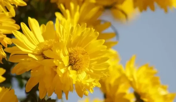 菊怎么写,菊花的样子颜色气味其他怎么写？