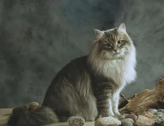 西伯利亚森林猫和缅因猫哪个贵,贵族猫十大排行榜？