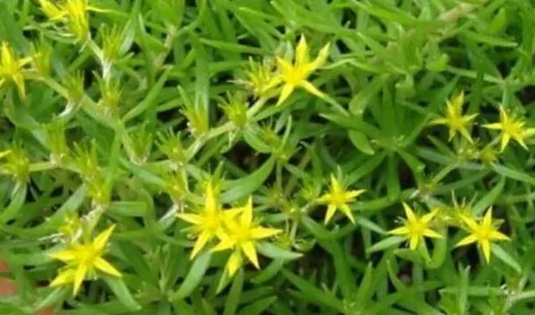 正常人可以吃垂盆草吗 | 生活常识