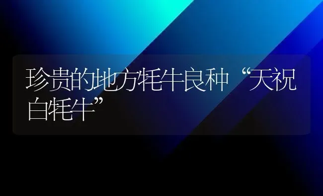 珍贵的地方牦牛良种“天祝白牦牛” | 养殖知识