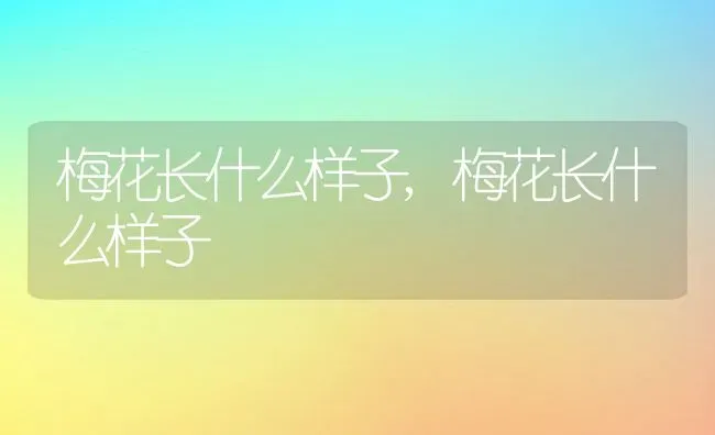 梅花长什么样子,梅花长什么样子 | 养殖科普