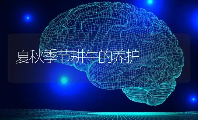 夏秋季节耕牛的养护 | 养殖技术大全