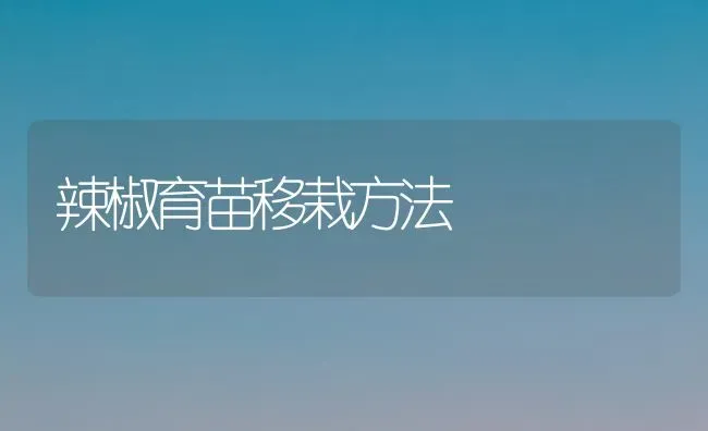 辣椒育苗移栽方法 | 养殖知识