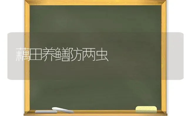 藕田养鳝防两虫 | 养殖知识