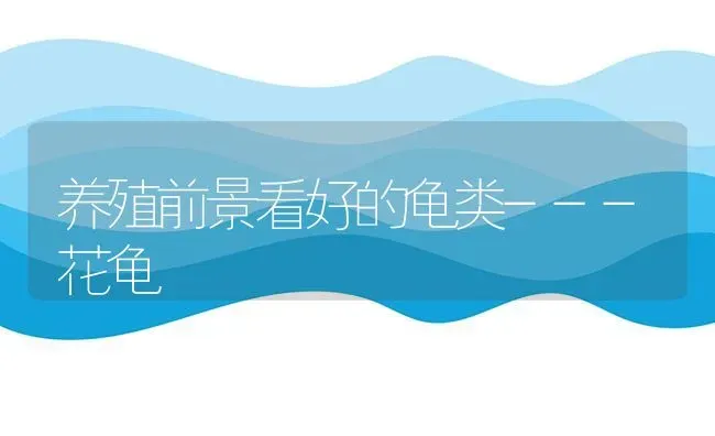 养殖前景看好的龟类---花龟 | 养殖技术大全