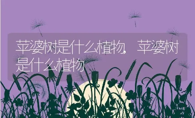 苹婆树是什么植物,苹婆树是什么植物 | 养殖科普