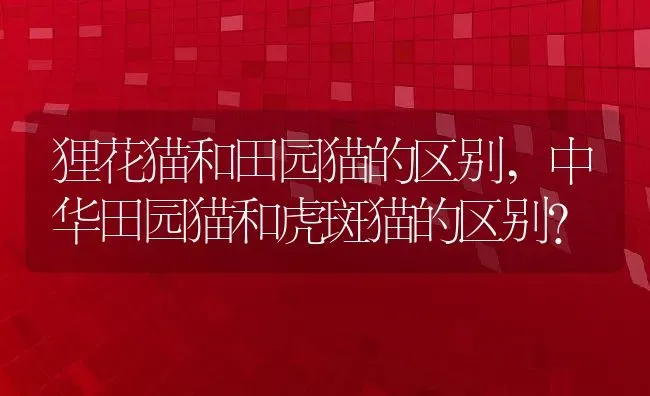 狸花猫和田园猫的区别,中华田园猫和虎斑猫的区别？ | 养殖学堂