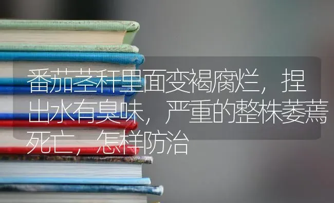 番茄茎秆里面变褐腐烂,捏出水有臭味,严重的整株萎蔫死亡,怎样防治 | 养殖技术大全