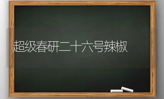 超级春研二十六号辣椒 | 养殖知识