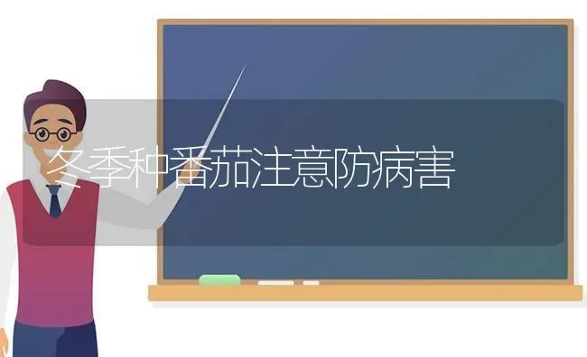 冬季种番茄注意防病害 | 养殖技术大全