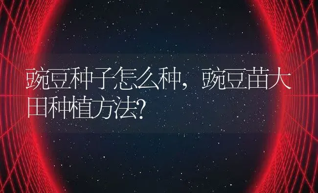豌豆种子怎么种,豌豆苗大田种植方法？ | 养殖科普