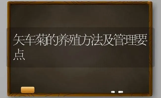 矢车菊的养殖方法及管理要点 | 养殖技术大全