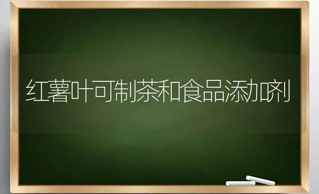 红薯叶可制茶和食品添加剂 | 养殖知识