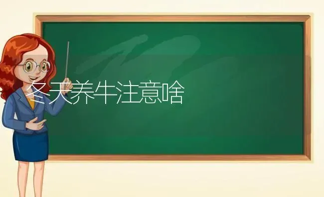 冬天养牛注意啥 | 养殖技术大全