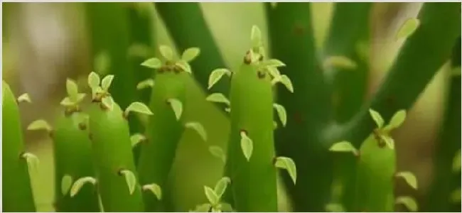 光棍树寓意 | 实用知识