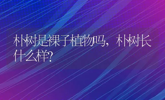 朴树是裸子植物吗,朴树长什么样？ | 养殖科普