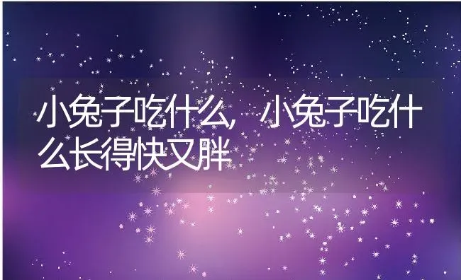 小兔子吃什么,小兔子吃什么长得快又胖 | 养殖科普
