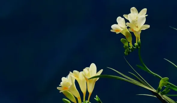 香雪兰和小苍兰是同一种花吗,桂花好闻还是小苍兰好闻？