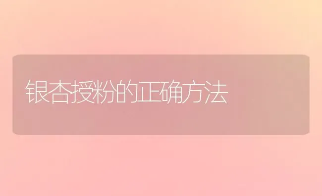 银杏授粉的正确方法 | 养殖知识