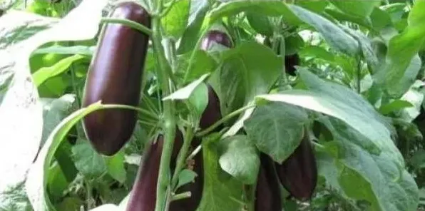 种植茄子要如何施肥？用什么肥料好？ | 生活妙招