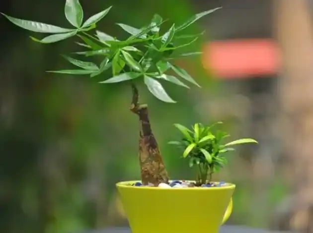 发财树怎么养才能更旺盛,发财树盆栽怎么养才长得好？