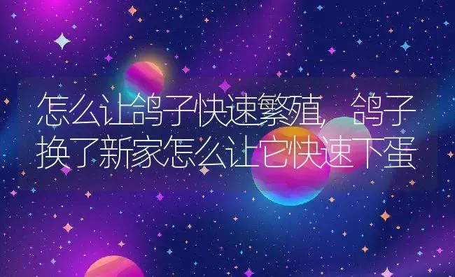 怎么让鸽子快速繁殖,鸽子换了新家怎么让它快速下蛋 | 养殖学堂