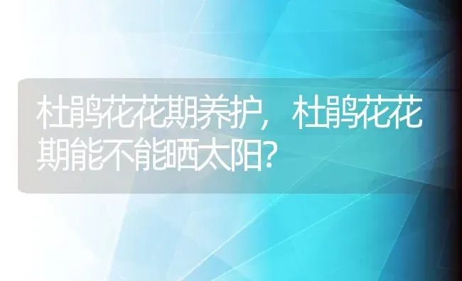 杜鹃花花期养护,杜鹃花花期能不能晒太阳？ | 养殖科普