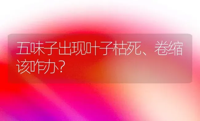 五味子出现叶子枯死、卷缩该咋办? | 养殖技术大全