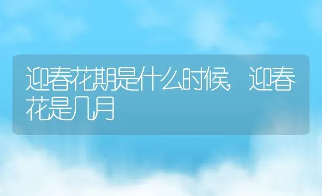 迎春花期是什么时候,迎春花是几月 | 养殖学堂