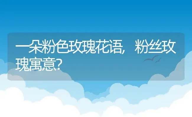 一朵粉色玫瑰花语,粉丝玫瑰寓意？ | 养殖科普