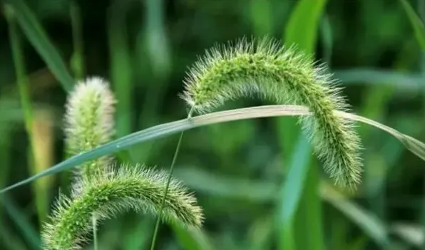 狗尾草的寓意 | 实用知识