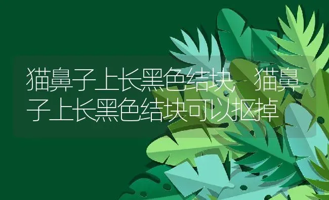 猫鼻子上长黑色结块,猫鼻子上长黑色结块可以抠掉 | 养殖资料