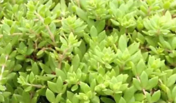 正常人可以吃垂盆草吗 | 生活常识