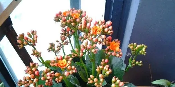 过生日送什么花好 | 三农知识