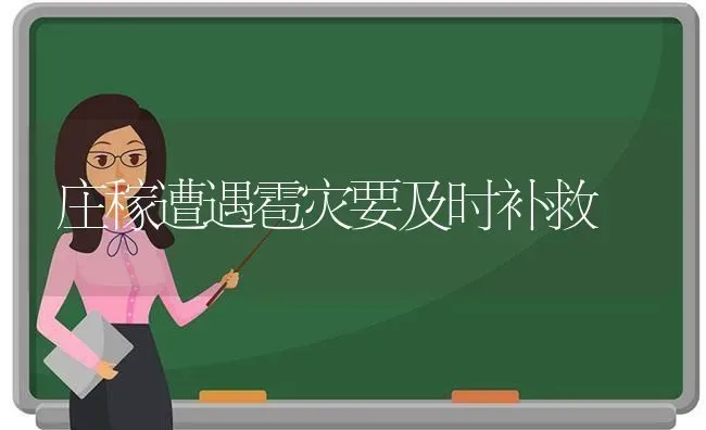 庄稼遭遇雹灾要及时补救 | 养殖知识