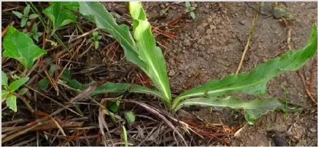 跟蒲公英很像的植物 | 实用知识