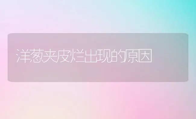 洋葱夹皮烂出现的原因 | 养殖知识