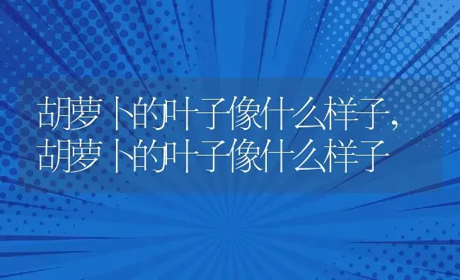 胡萝卜的叶子像什么样子,胡萝卜的叶子像什么样子 | 养殖科普